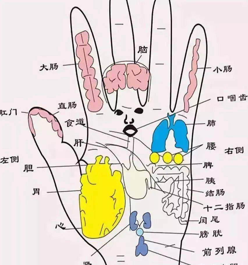 手掌对应的器官图片