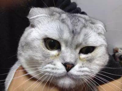 如果发现猫咪眼泪过多的话,需要注意了,有可能是生病了哦!