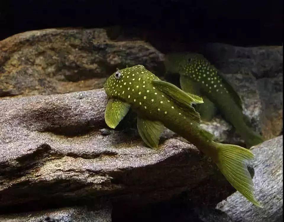 开缸建造终于找到这个异型鱼原生景的制作过程了