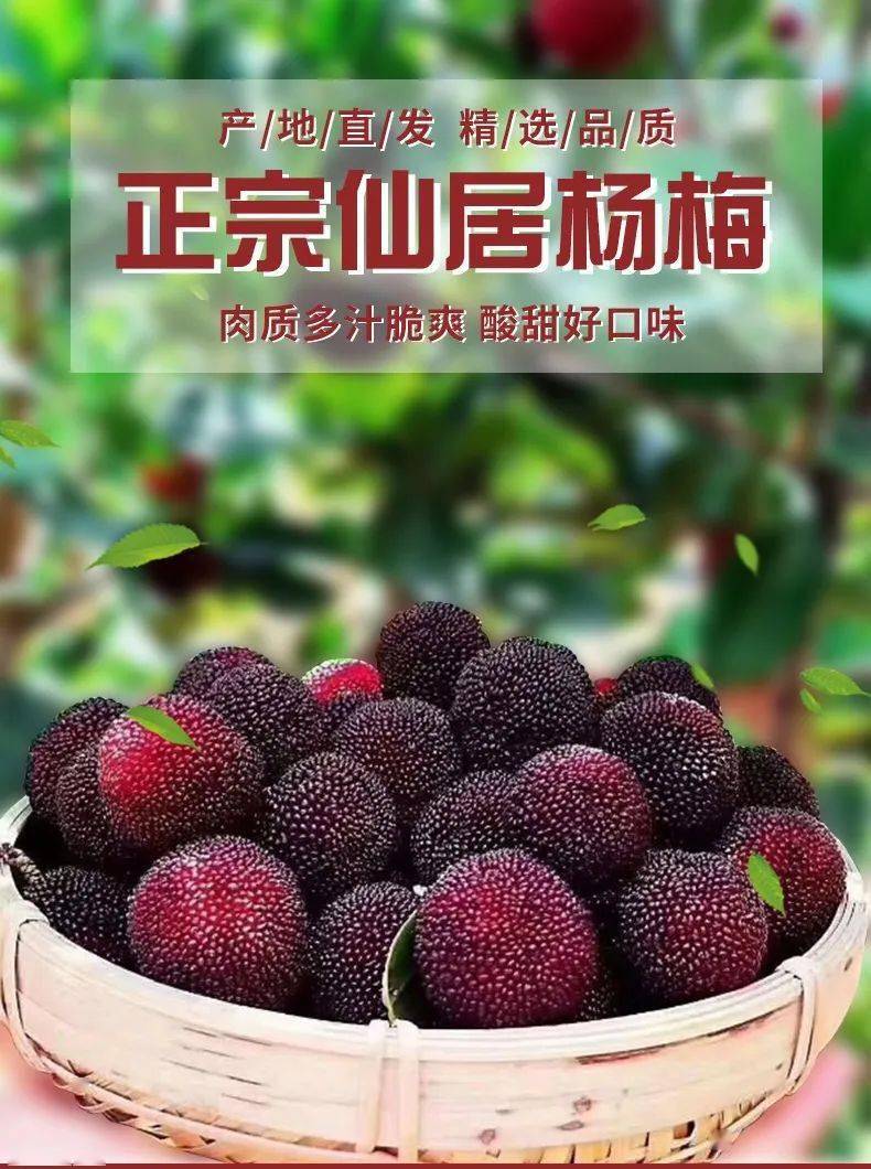 浙江仙居乒乓杨梅团购开始啦单颗独立包装顺丰包邮到家