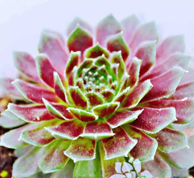 多肉紫牡丹七色间深浅艳比真牡丹