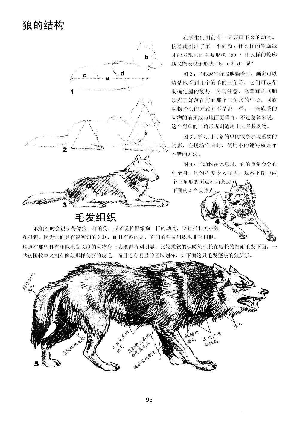 世界绘画经典教程：动物素描-搜狐大视野-搜狐新闻