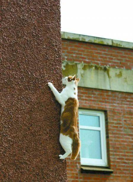 猫爬墙有多厉害?看完我就惊呆了!