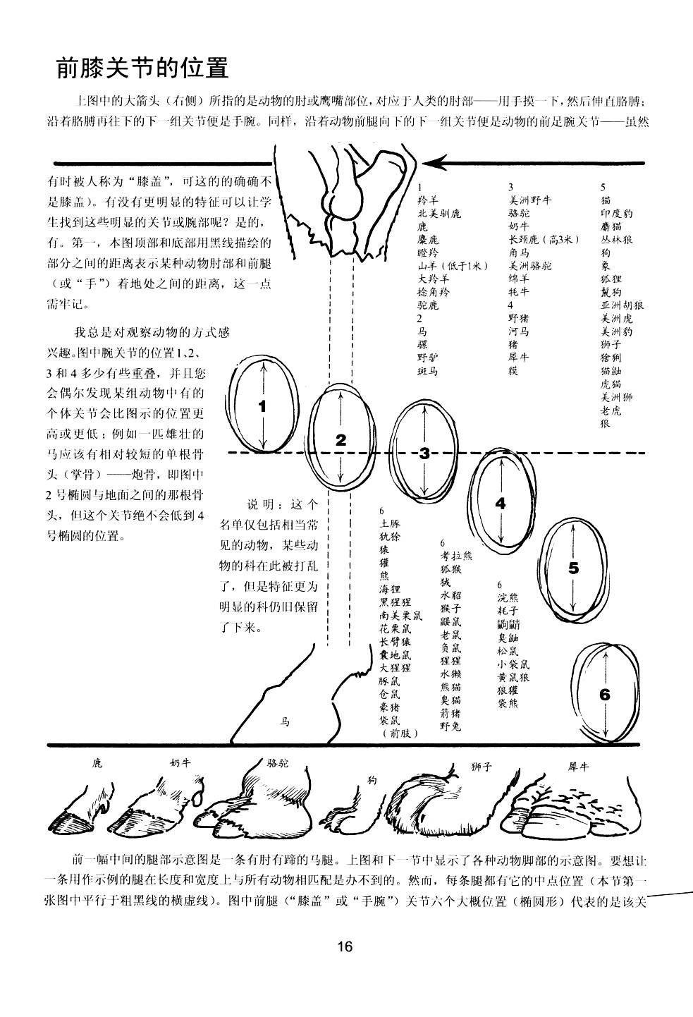 世界绘画经典教程：动物素描-搜狐大视野-搜狐新闻