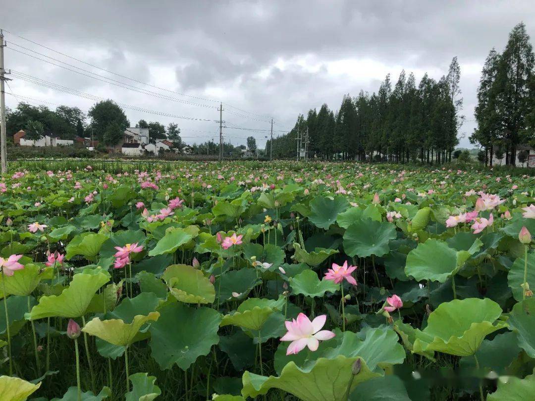 凉亭乡夏日荷花渐次开乡村美景入画来