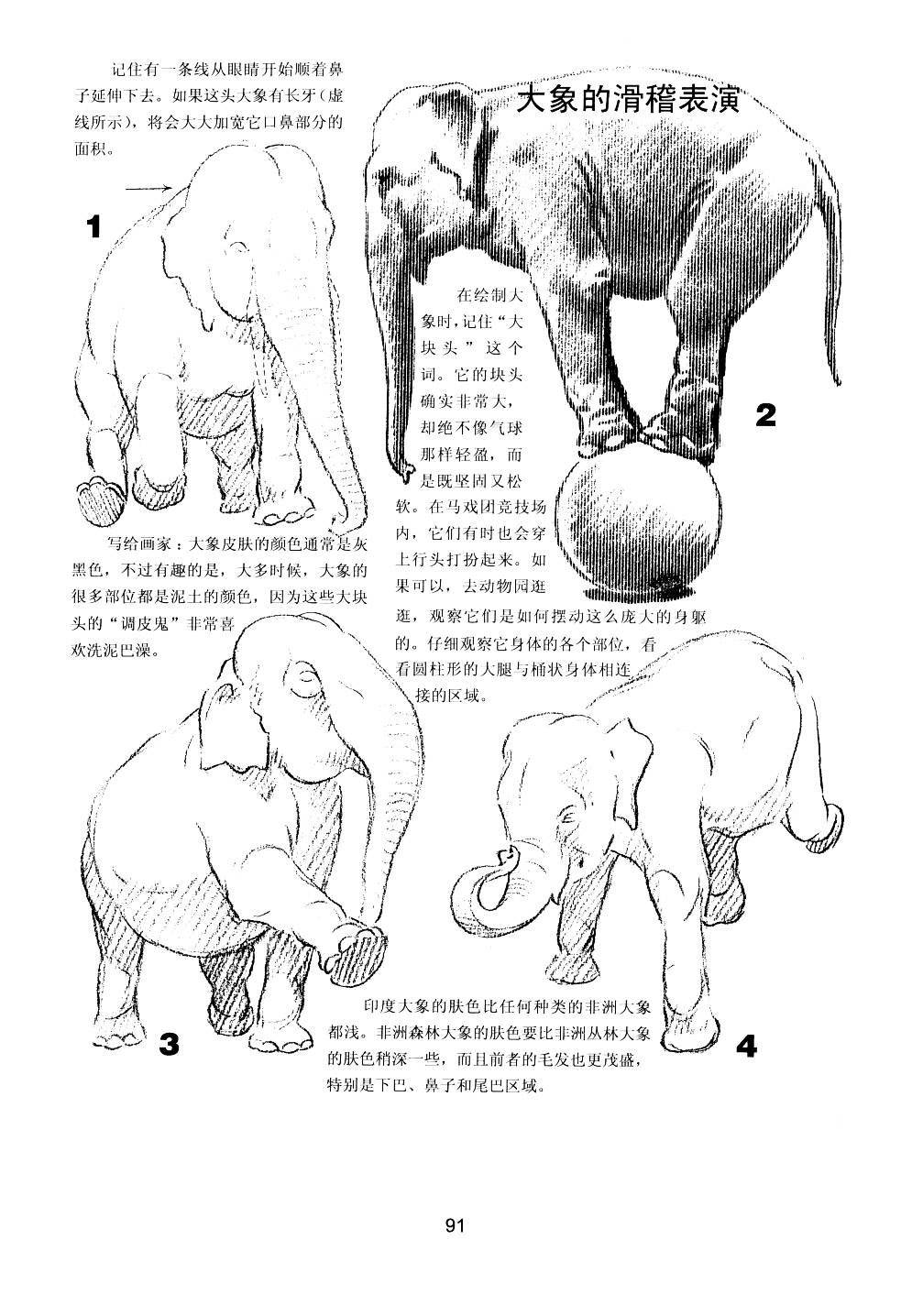 世界绘画经典教程：动物素描-搜狐大视野-搜狐新闻