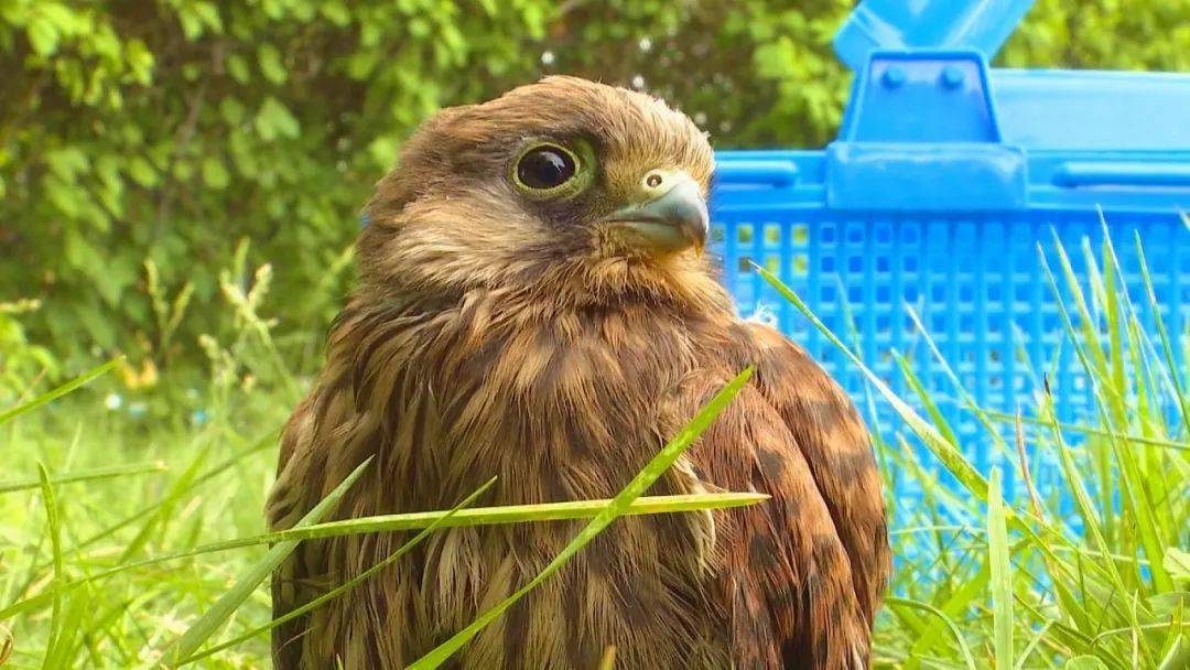 乌苏市救助一只国家二级保护动物红隼幼鸟