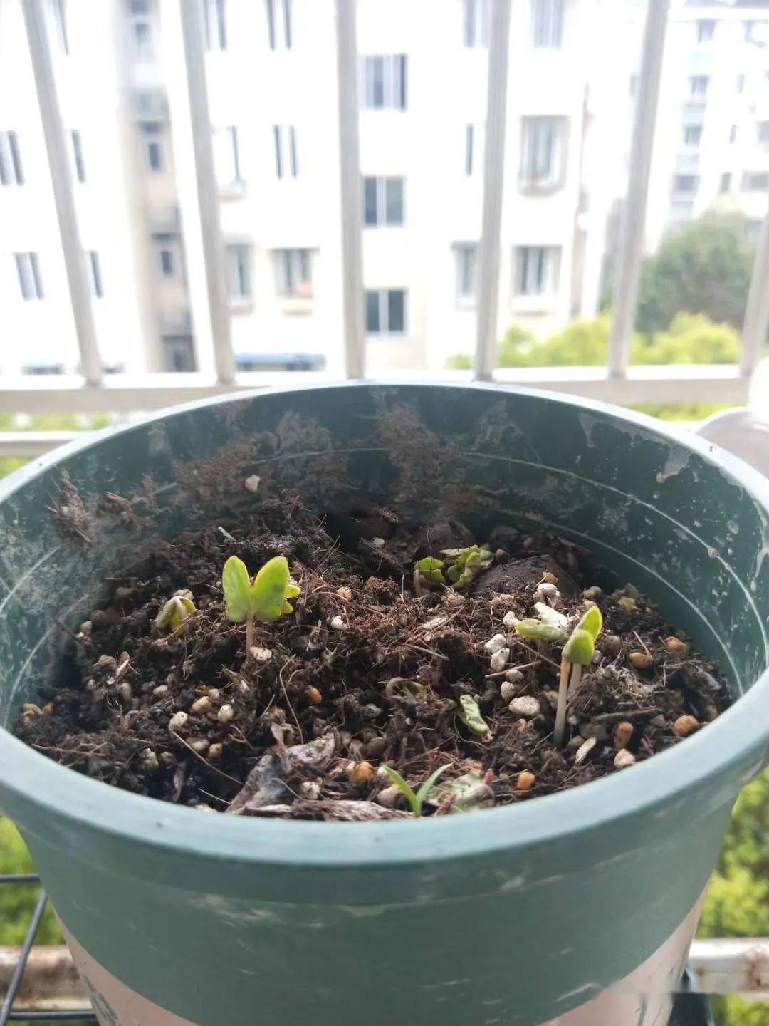 矮牵牛种子的生命力比较顽强,出芽率和出根率也是比较高的,所以大家也