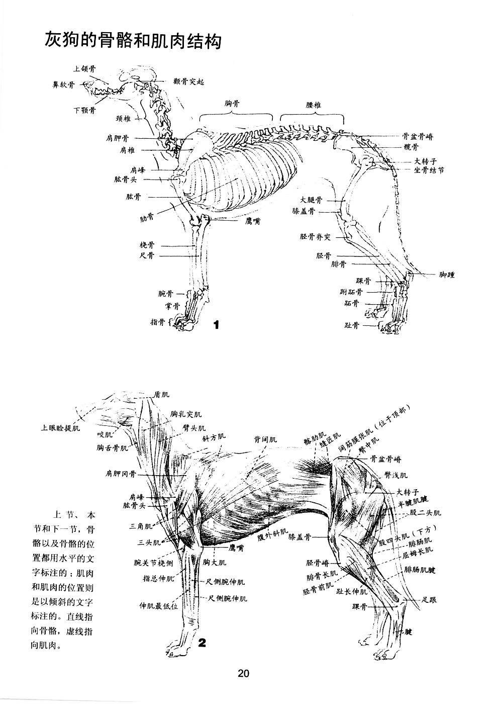 世界绘画经典教程：动物素描-搜狐大视野-搜狐新闻
