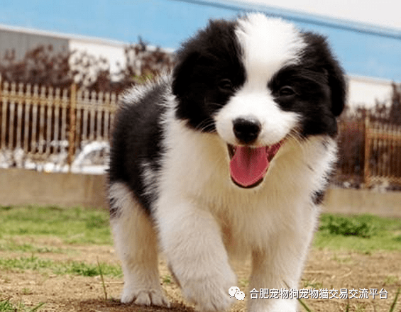 合肥邊牧幼犬邊境牧羊犬活體邊牧寵物狗活體邊境牧羊犬幼犬純種