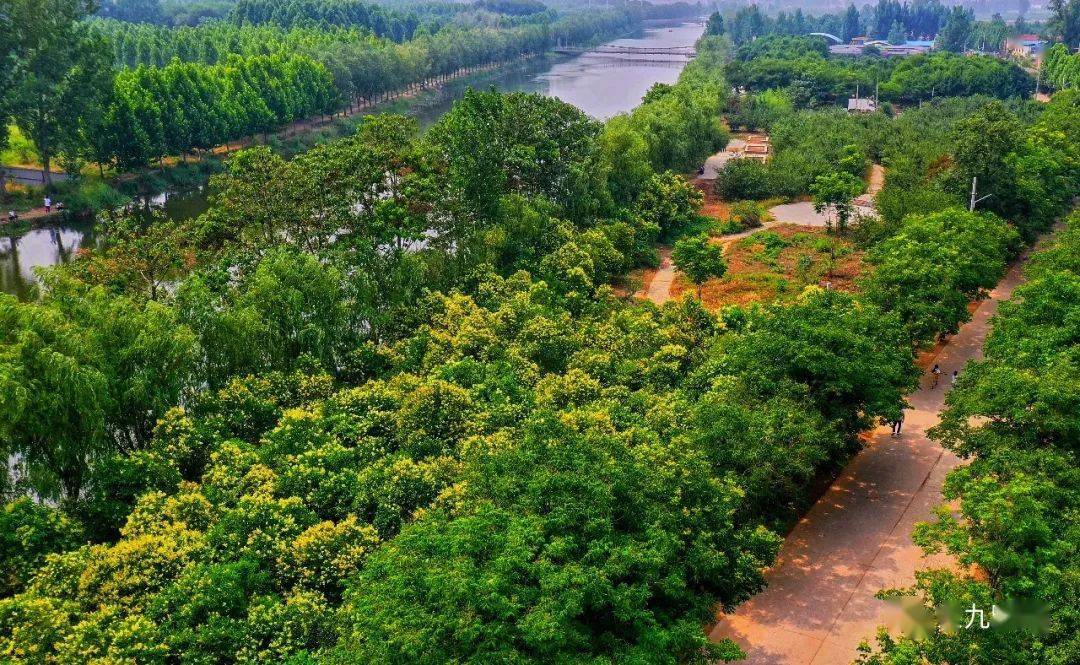 航拍宁陵◎万亩梨园景连景