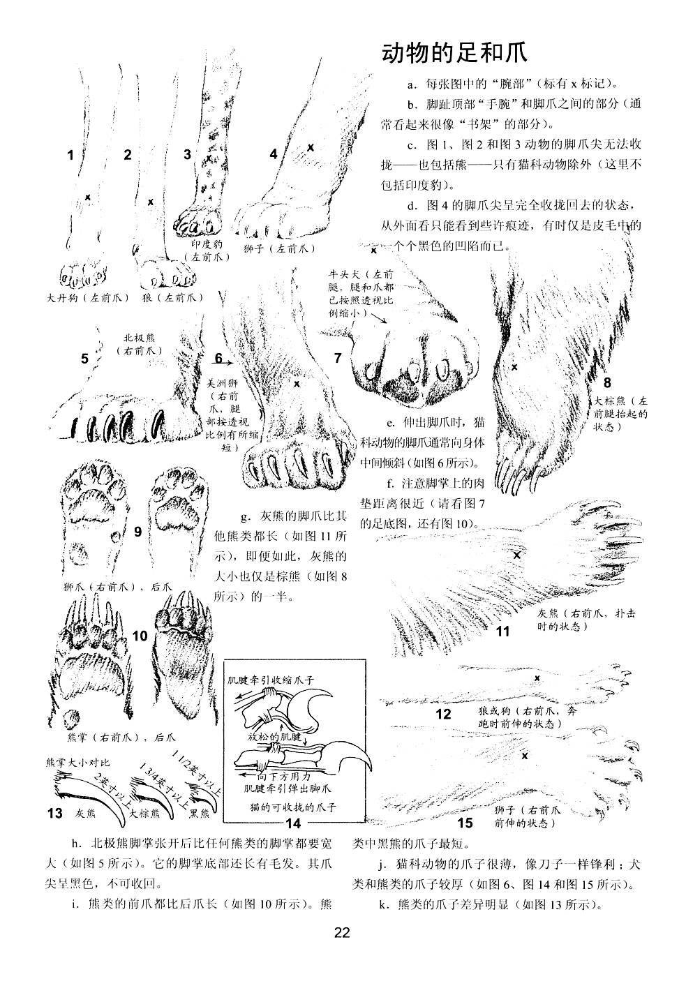 世界绘画经典教程：动物素描-搜狐大视野-搜狐新闻