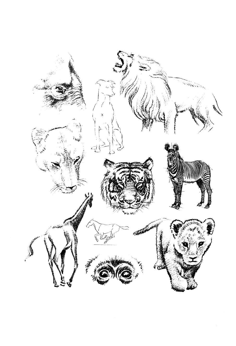 世界绘画经典教程：动物素描-搜狐大视野-搜狐新闻