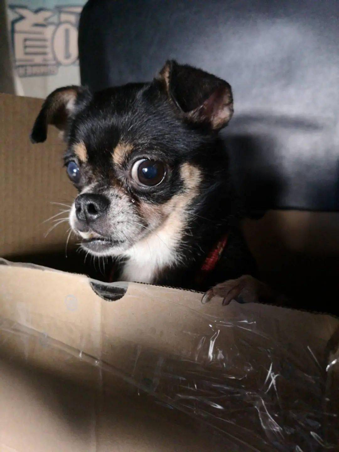 绿荫和阳光下的流浪阿吉我只配与黑暗疼痛共存