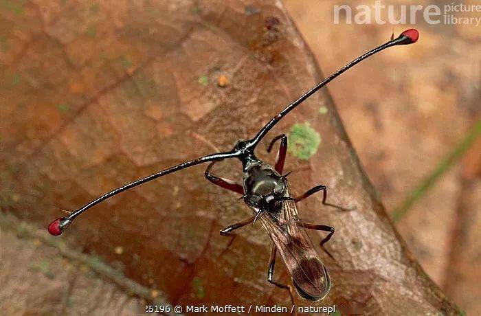 向着雌性的审美进化-突眼蝇