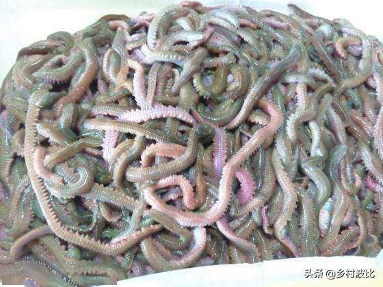 针对一些农村地区"电蚯蚓"行为,对土地有何影响,你敢吃吗?