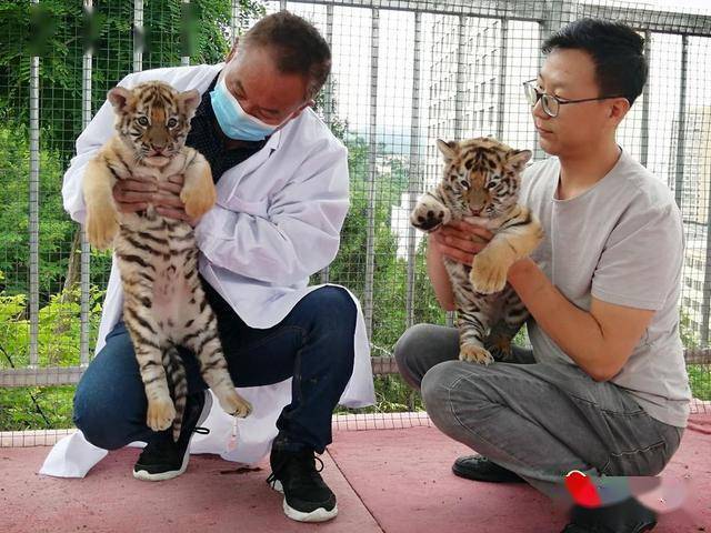 天水动物园一东北虎产下双胞胎邀您给萌虎取个名
