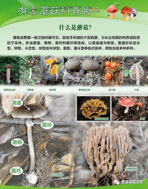 蘑菇的生长周期图片