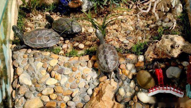 巴西龟环境布置图片