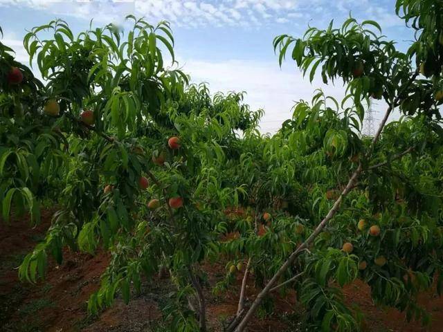 中国好水果推荐湖北丰满园果业秉承绿色种植理念致力于打造标准化生态