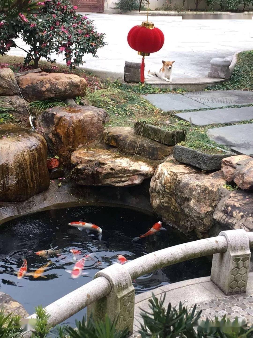 这些漂亮的庭院锦鲤鱼池是你穷极一生的梦想吗