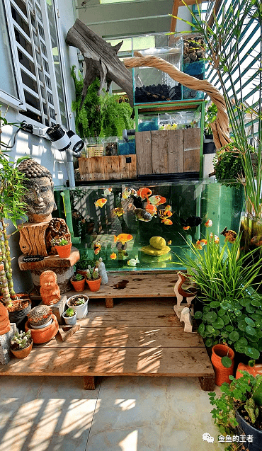 阳台再小,缸不能少,养鱼种草,感觉真好!_鱼缸