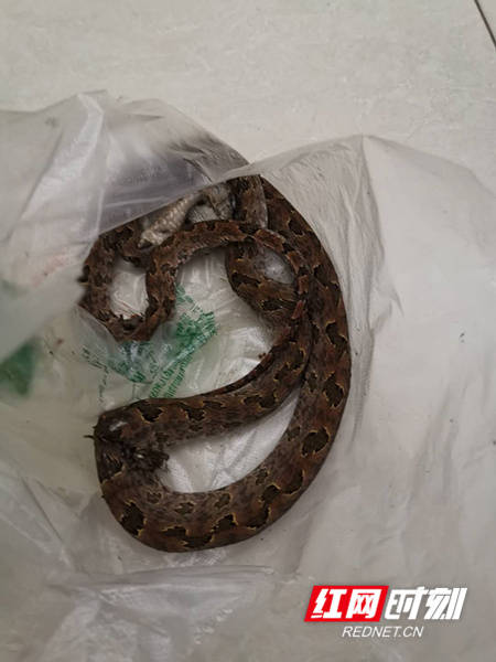 桂东一村民在家门口被"烙铁头蛇"咬伤住院