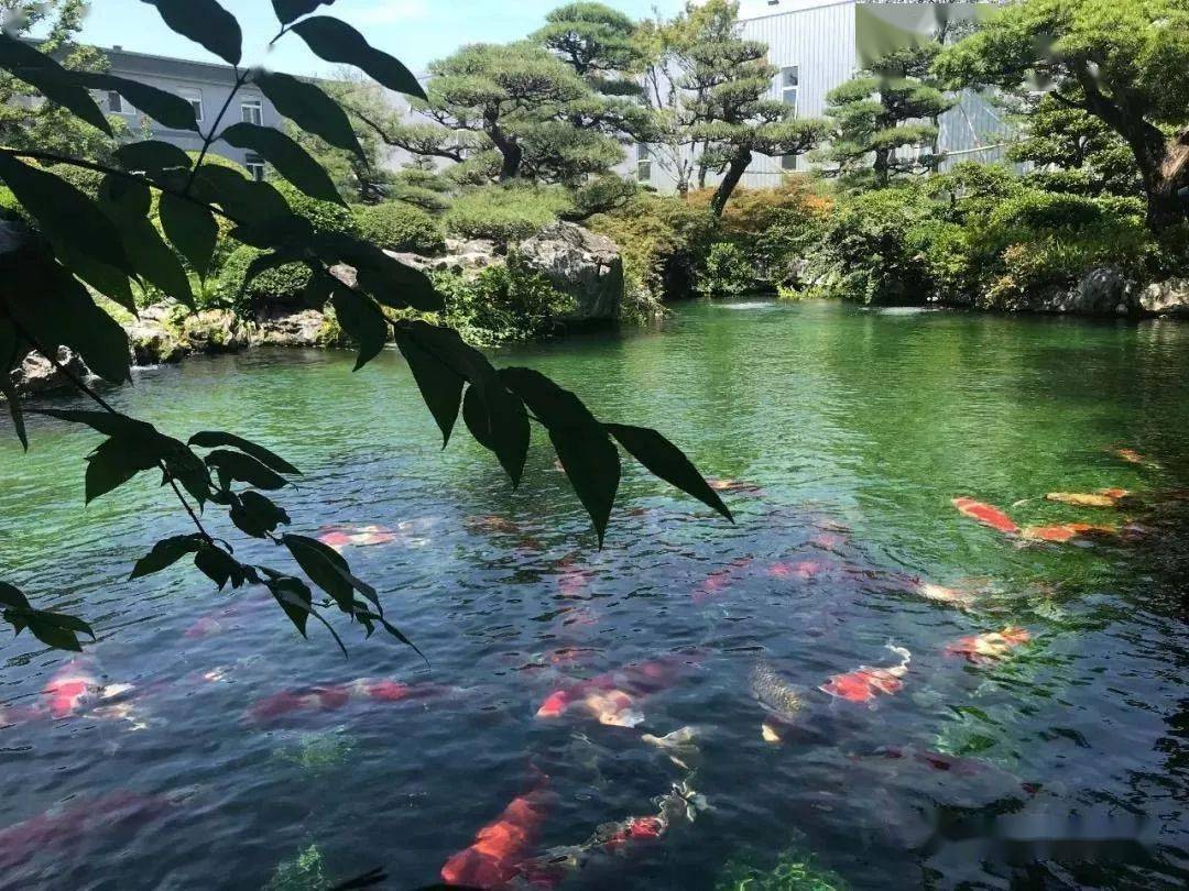 这些漂亮的庭院锦鲤鱼池是你穷极一生的梦想吗