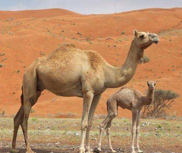 史前骆驼图片
