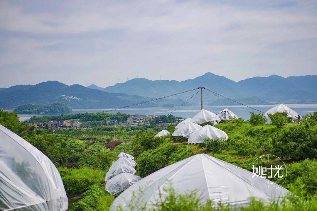 一眼望尽红杉林梁弄这片山头最有文化的杨梅和你想象的不一样