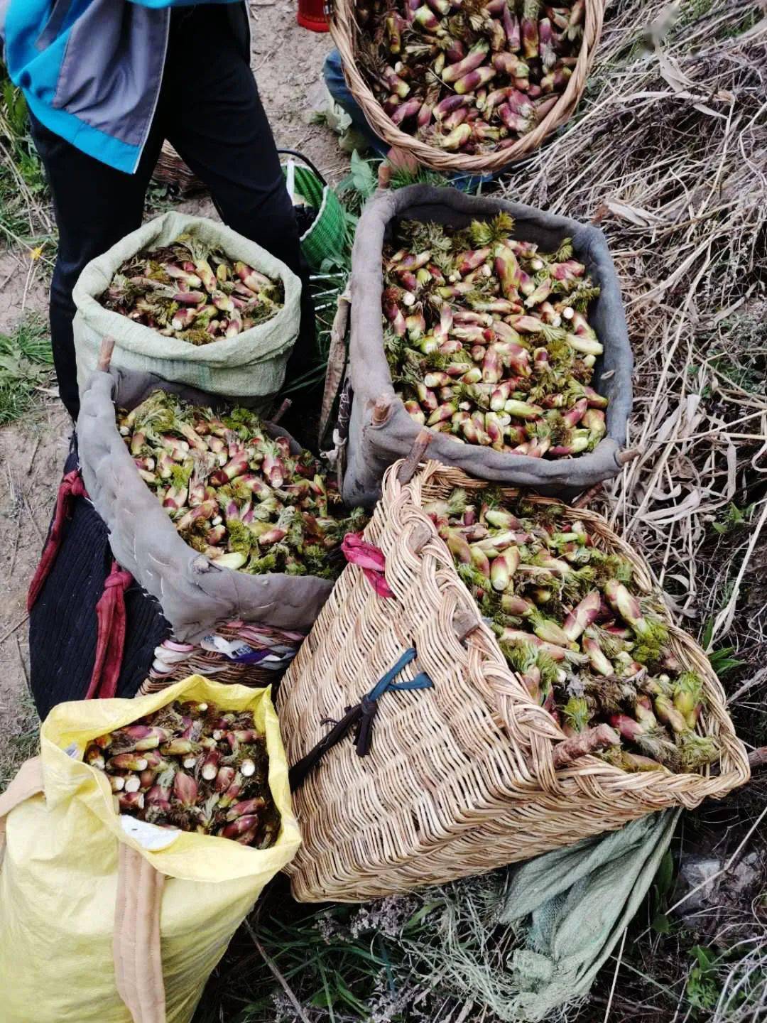 漳县殪虎桥镇沙沟台村农民史连科几十年研究乌龙头育苗技术,在西北第