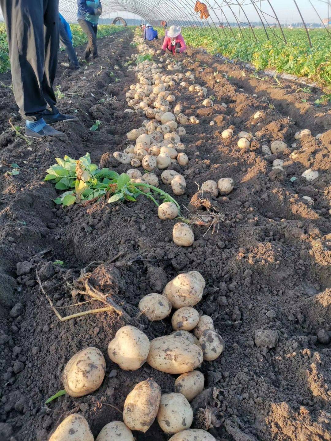 蔬菜如何直送北京?下午3点新京报带你看一车蔬菜进京路