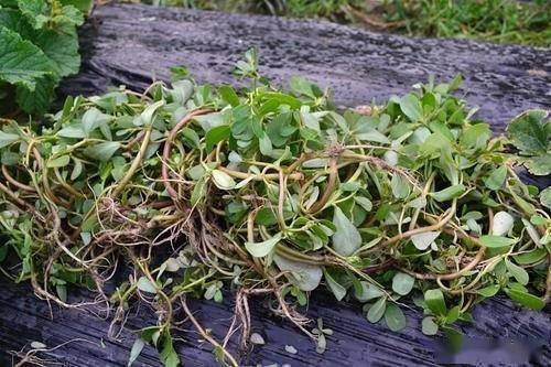 農村有種野菜,曾經餵豬沒人要,如今10元一斤不愁賣,農民不理解_馬齒莧