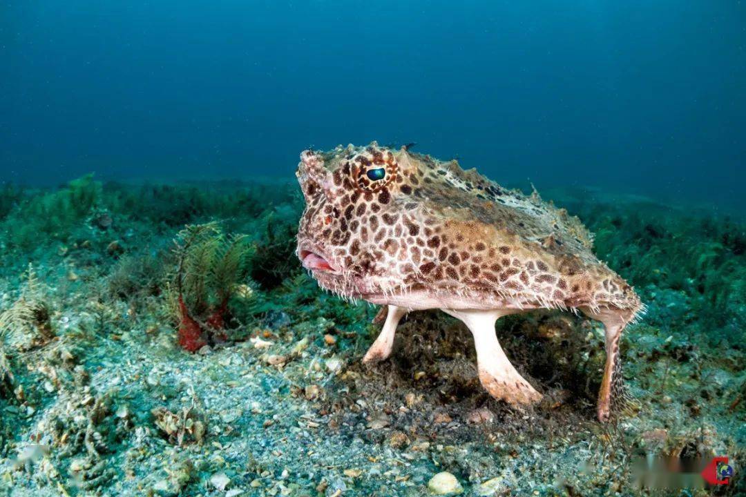 鮟鱇目鱼类浮游幼体 我们在潜水时常常能够遇到 浅海生活的鮟鱇目鱼类