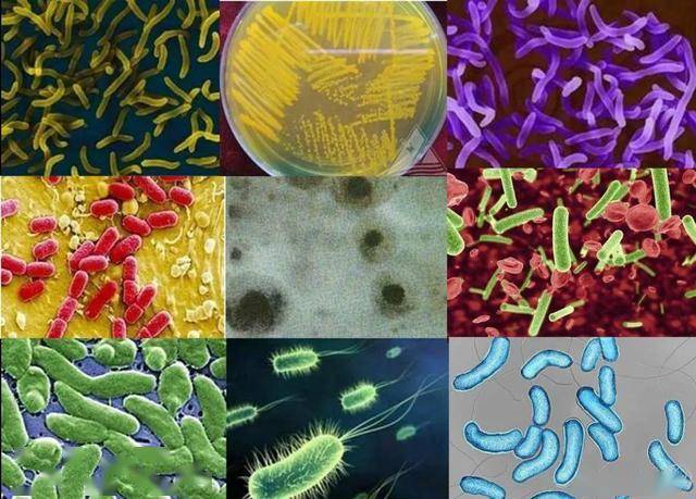 多种常见致病性弧菌于是,研发人员从多种非抗广谱抗菌成分中,又进一步