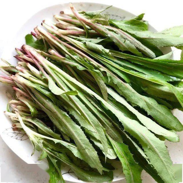 遇到这菜别错过,曲麻菜看起来很普通,营养这块很丰富,叶子上有锯齿