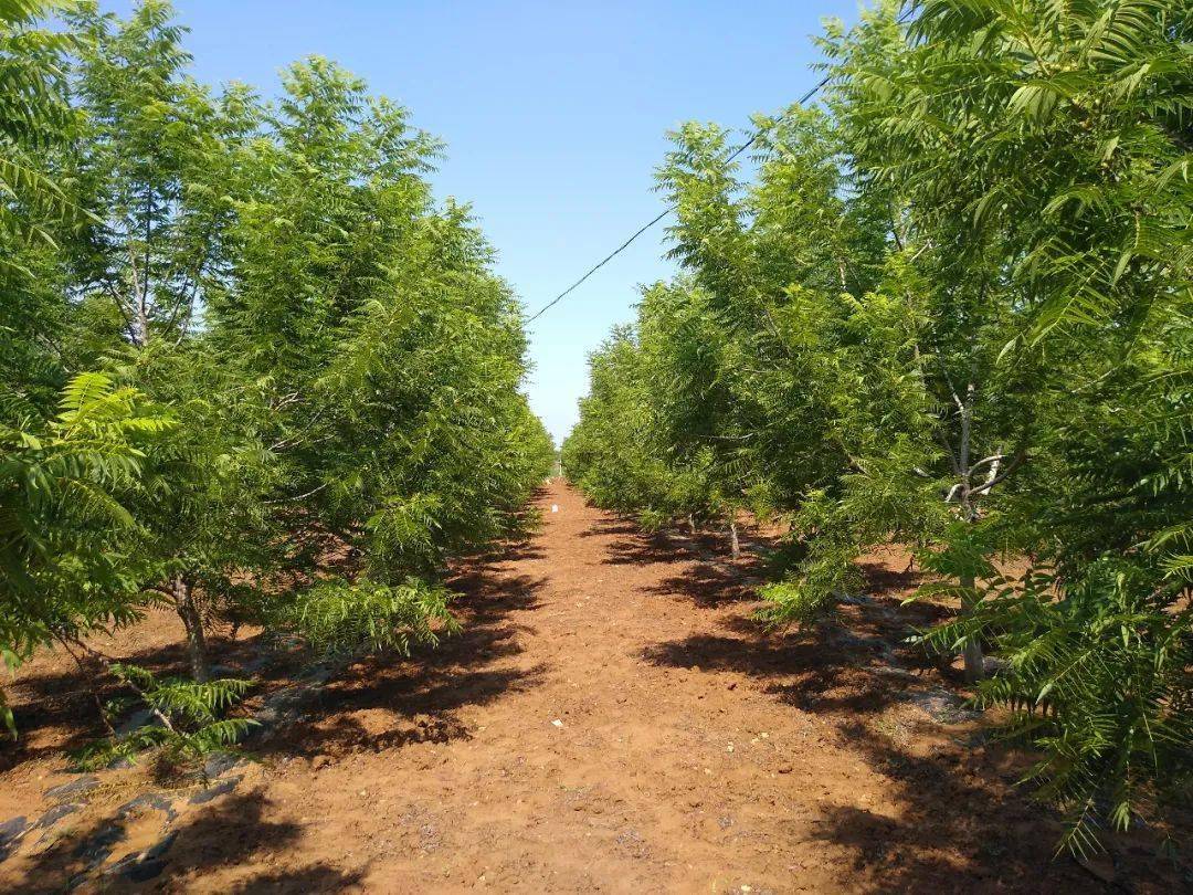 指导洛宁文玩核桃种植助力农民致富奔小康