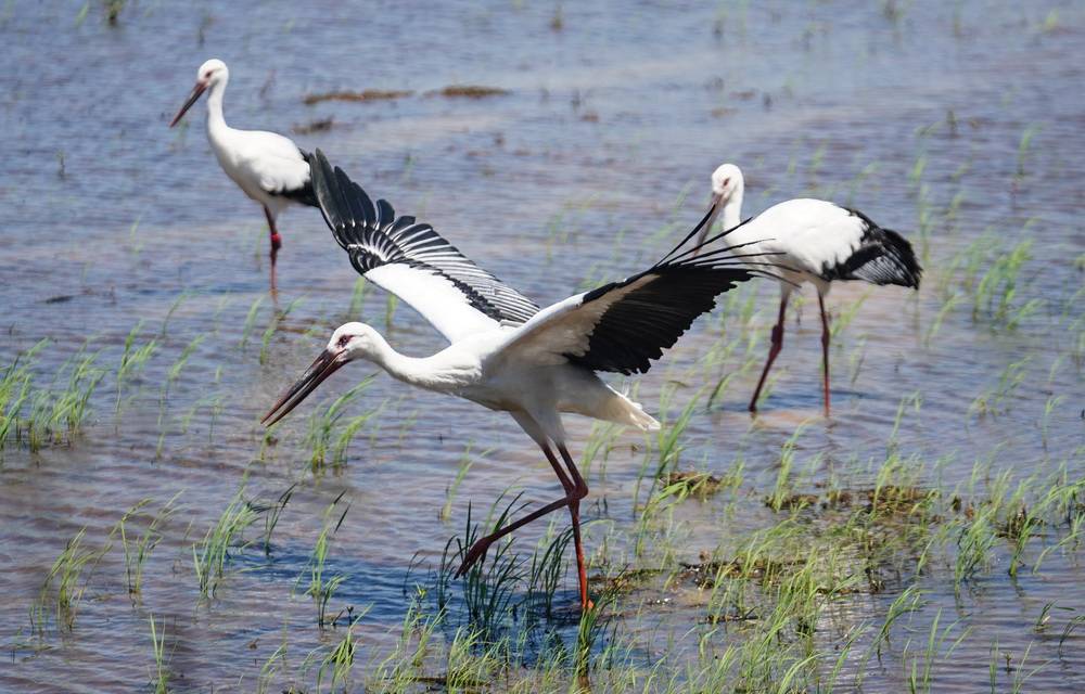 三只东方白鹳鄱阳湖畔放归自然