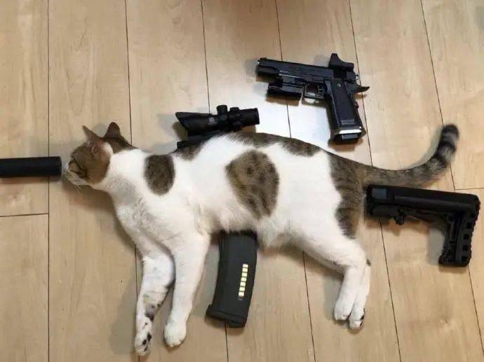 猫咪拿枪的高清图片图片