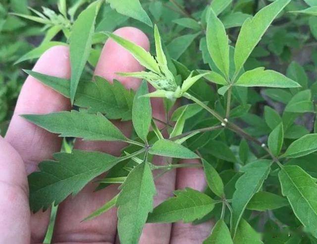 农村这些野生植物就是这么神奇,谁都想不到曾经被普遍烧掉的黄荆条