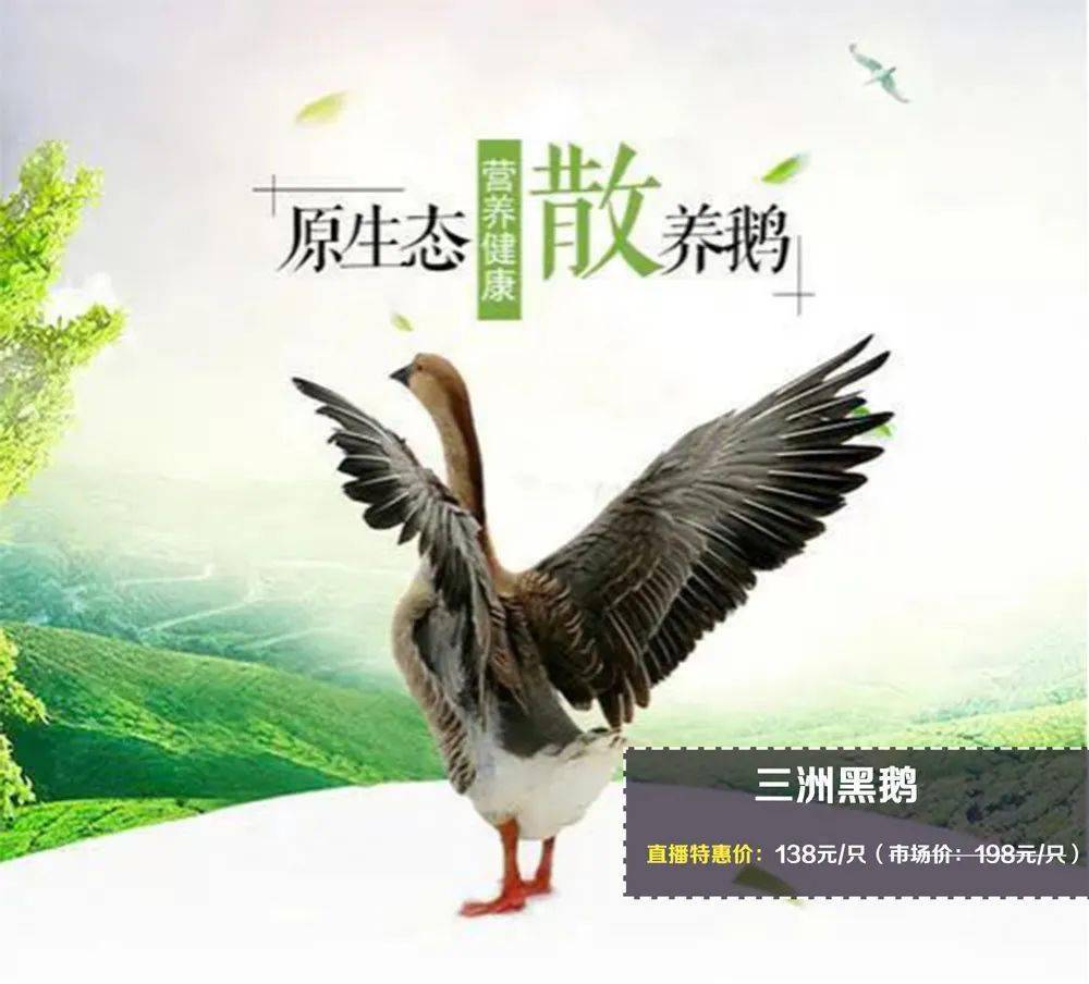 三洲黑鹅,又名三洲乌鬃鹅,是广东省佛山市高明区的特色农产品.