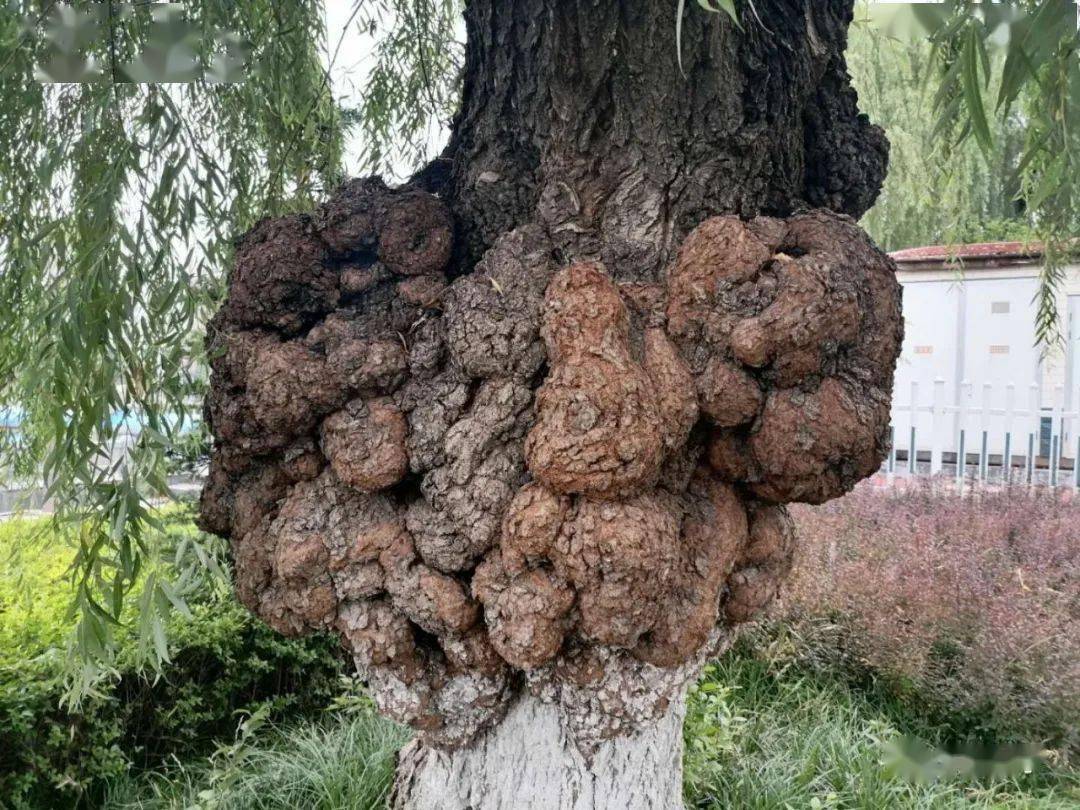 水景公园的一颗老柳树不寻常