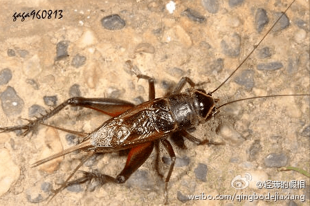 北京话管这些虫子都叫什么