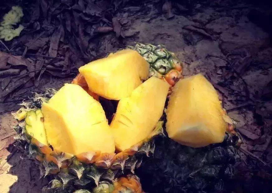 葵潭这种超甜的特产,快可以吃了!快来预定