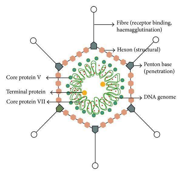 也可以像下列腺病毒这种是dna:但是正因为这么简单的结构,我们其实