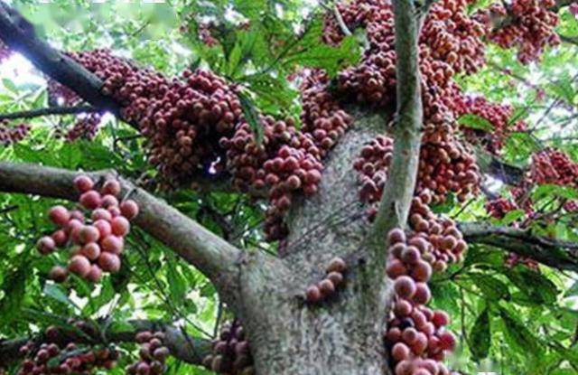 山竹一次结果产量上万个为何价格还那么贵看完果农采摘就知道