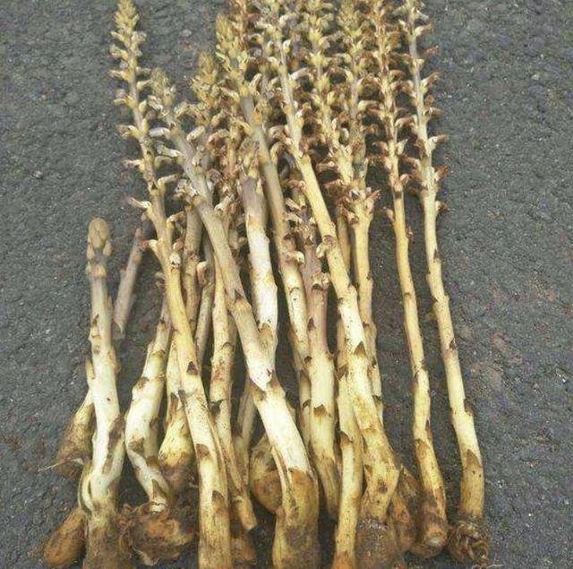 此种草珍贵远看金黄色被称为列当晾干后能制成药材