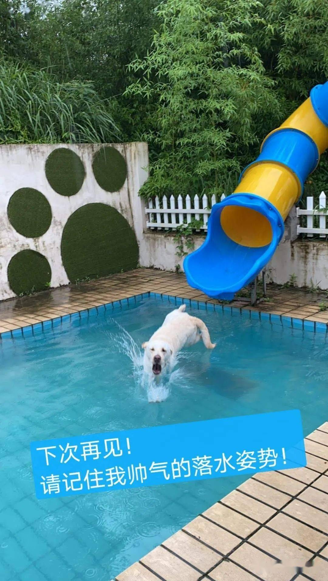 2020懿飛夏季水上運動會圓滿落幕_柴犬組