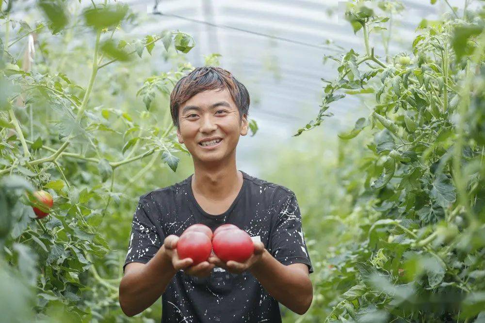 6月17日,在重庆市渝北区木耳镇五通庙村,李伟在西红柿种植大棚内