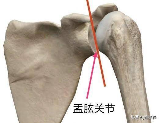 关节窝比肱骨头小得多),这个球窝关节可以很容易地脱离它合适的位置